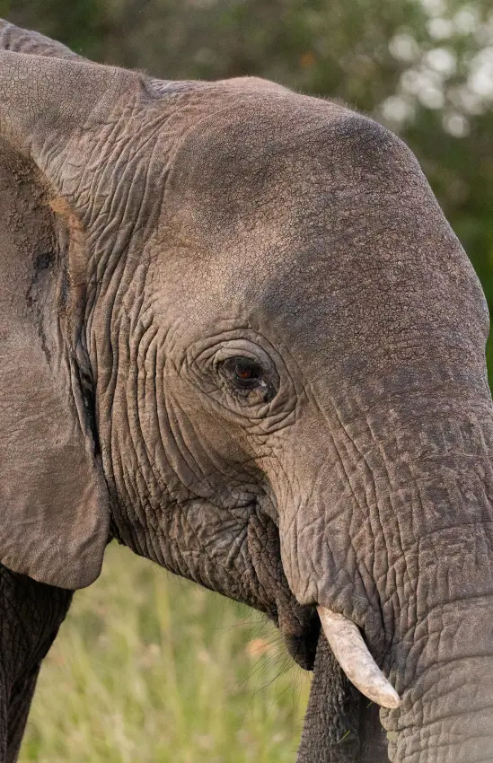 African elephant in profile with visible tusks and ears, Naboisho Camp, Maasai Mara, Kenya