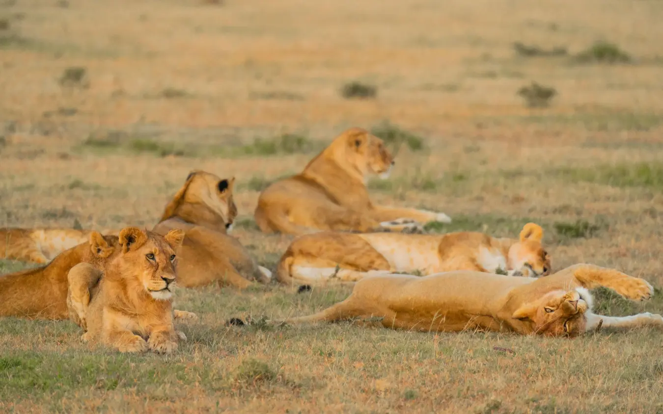 Pride of lions resting together on savanna grass, Naboisho Camp, Maasai Mara, Kenya