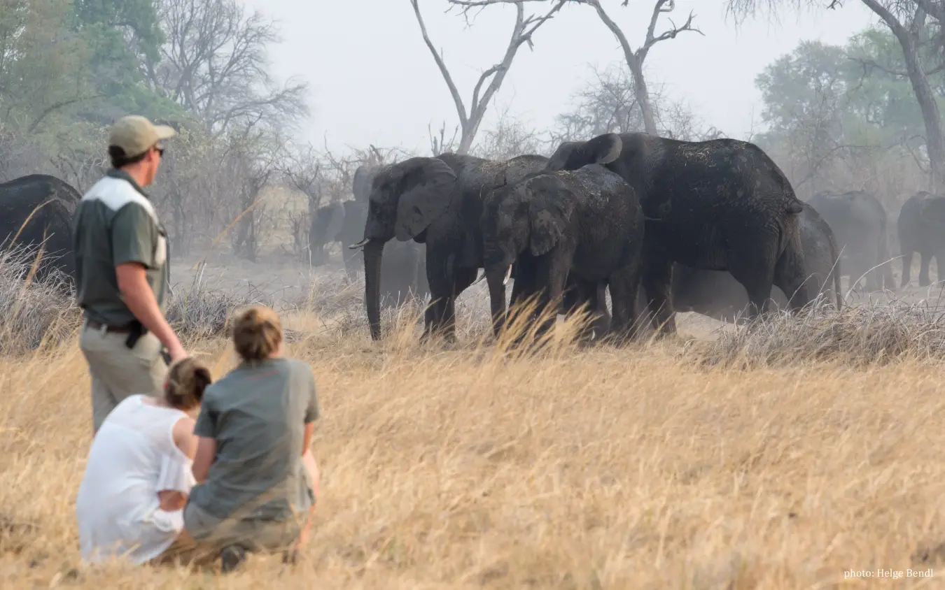 Guide with family observing elephant herd in dry grassland savanna, Nambwa Tented Lodge, Zambezi Region, Namibia