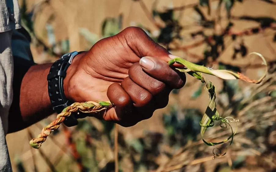 Hand holding dried crop plant in arid agricultural field, Nambwa Tented Lodge, Zambezi Region, Namibia