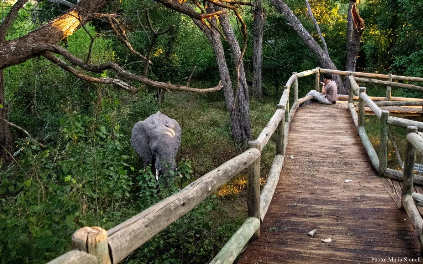 Elevated wooden boardwalk with guests observing elephant in woodland habitat, Nambwa Tented Lodge, Zambezi Region, Namibia
