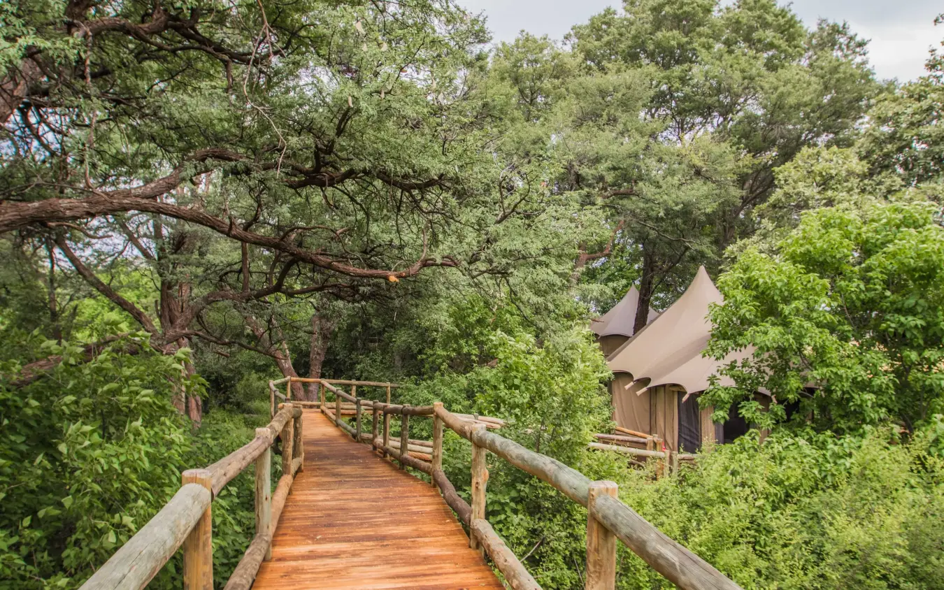 Wooden boardwalk through forest canopy leading to safari lodge, Nambwa Tented Lodge, Zambezi Region, Namibia
