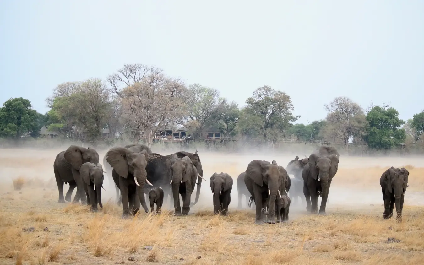 Elephant herd walking through dusty grassland with scattered trees, Nambwa Tented Lodge, Zambezi Region, Namibia