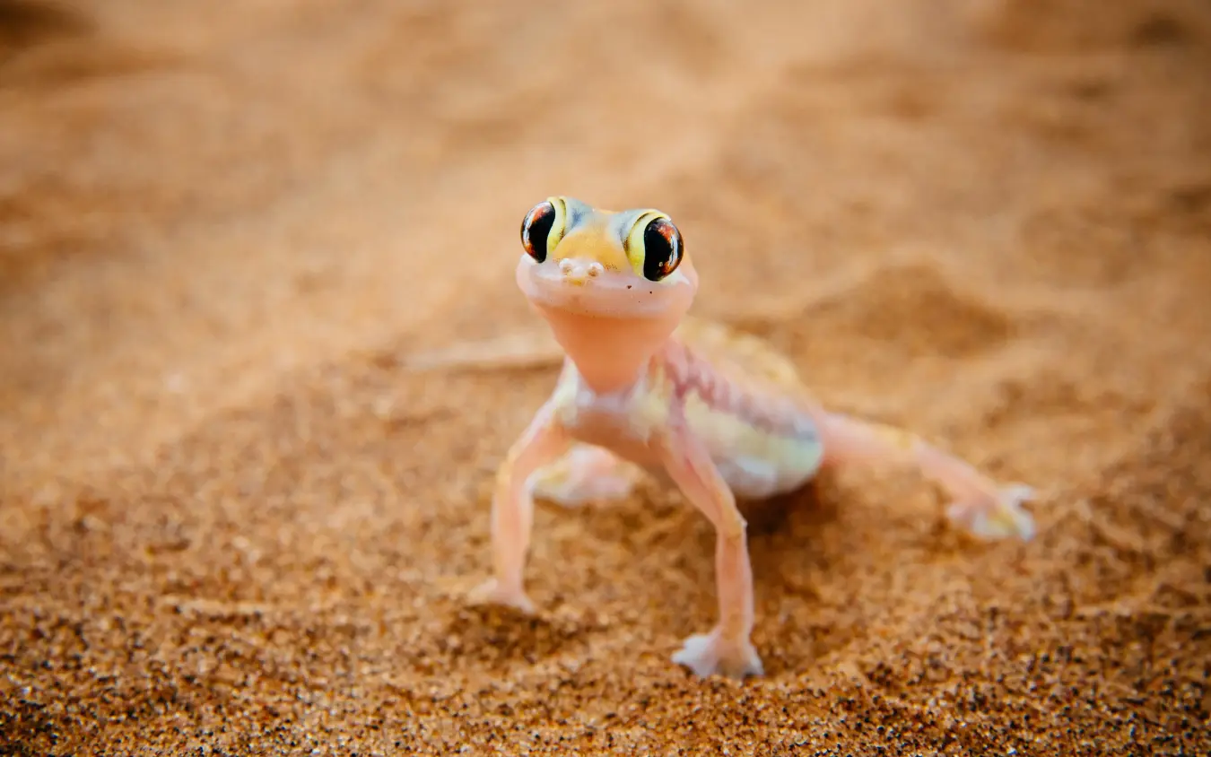 Small pale lizard standing on sandy desert ground