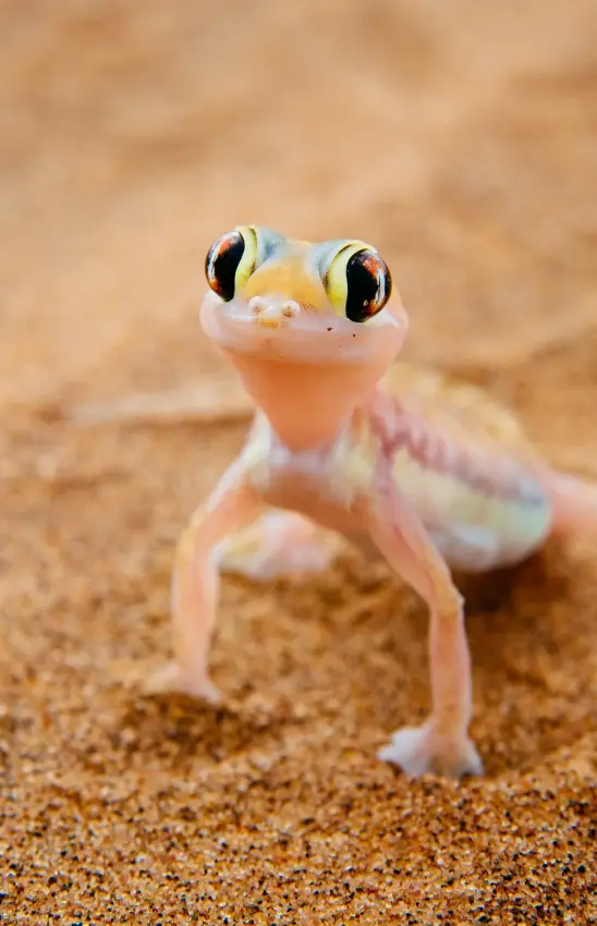 Small pale lizard standing on sandy desert ground