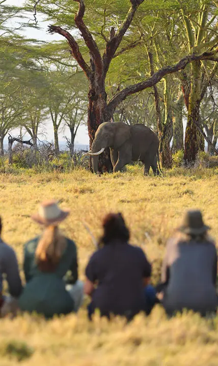 Guests viewing elephant from savanna during guided safari walk, Namiri Plains, Serengeti National Park, Tanzania