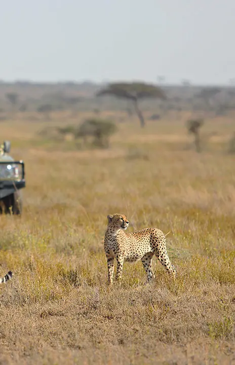 Cheetahs walking across savanna with safari vehicle behind, Namiri Plains, Serengeti National Park, Tanzania