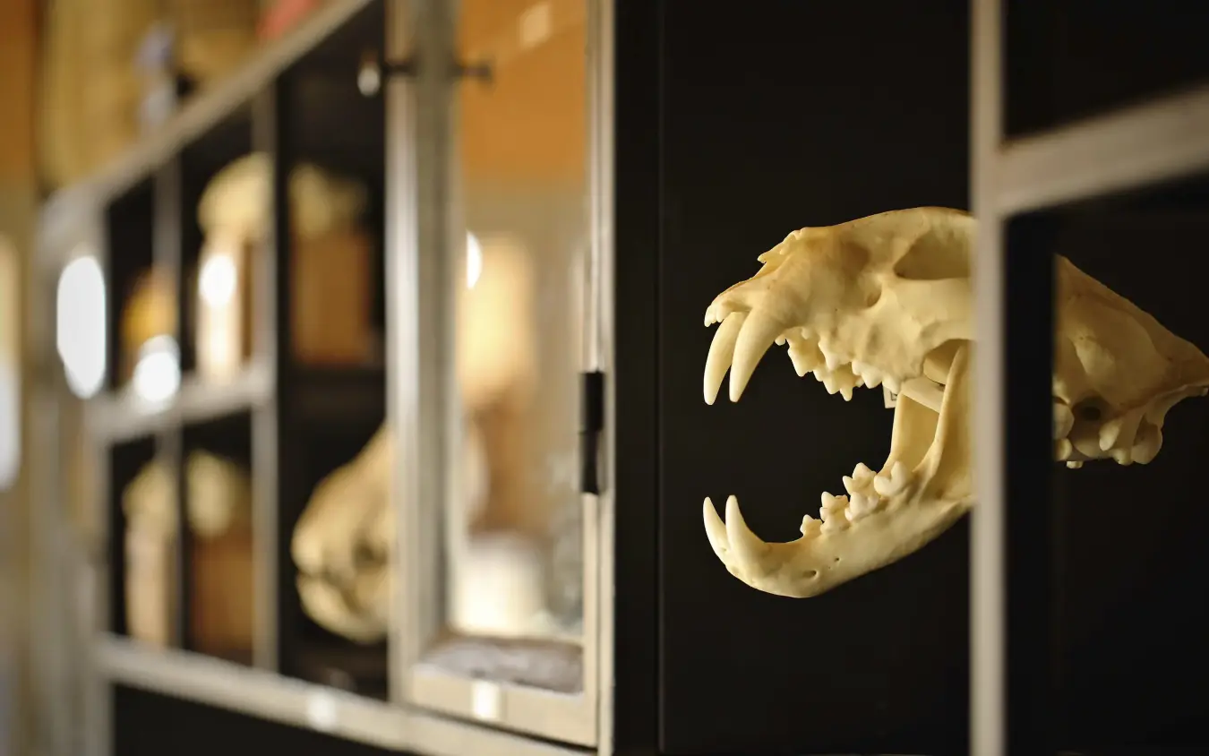 Bleached animal skull with teeth displayed in museum case, Namiri Plains, Serengeti National Park, Tanzania
