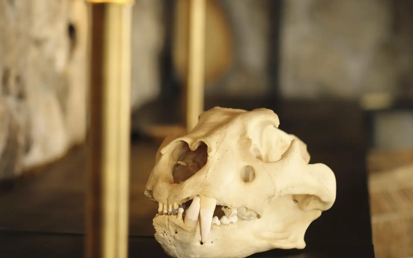 Close-up of animal skull with prominent tusks on display, Namiri Plains, Serengeti National Park, Tanzania