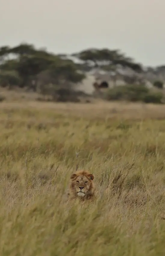 Lions walking through tall savanna grass during game drive, Namiri Plains, Serengeti National Park, Tanzania