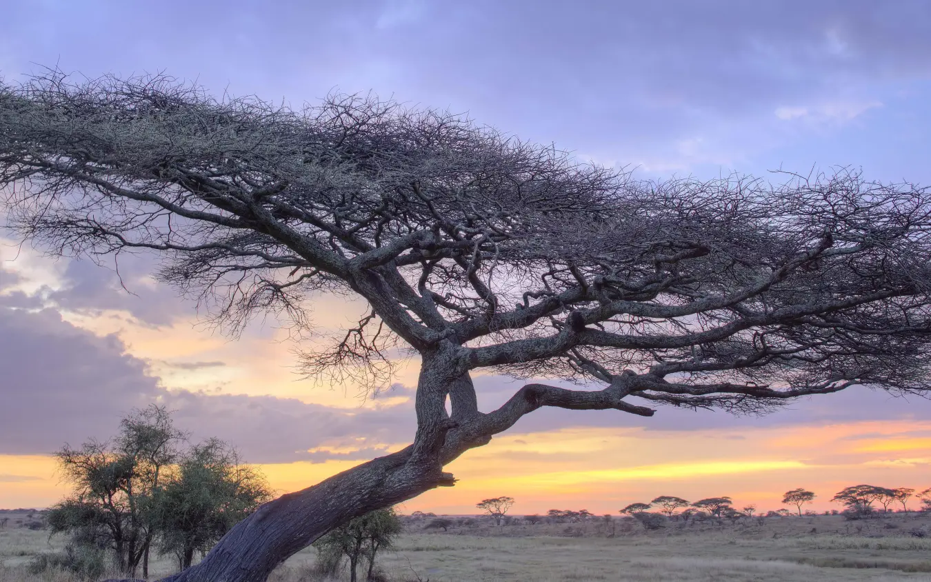 Acacia tree at sunset across African savanna grassland, Namiri Plains, Serengeti National Park, Tanzania