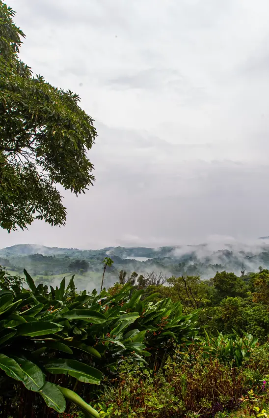 Misty forested valleys and rolling hills at dawn, Ndali Lodge, Kibale Forest, Uganda