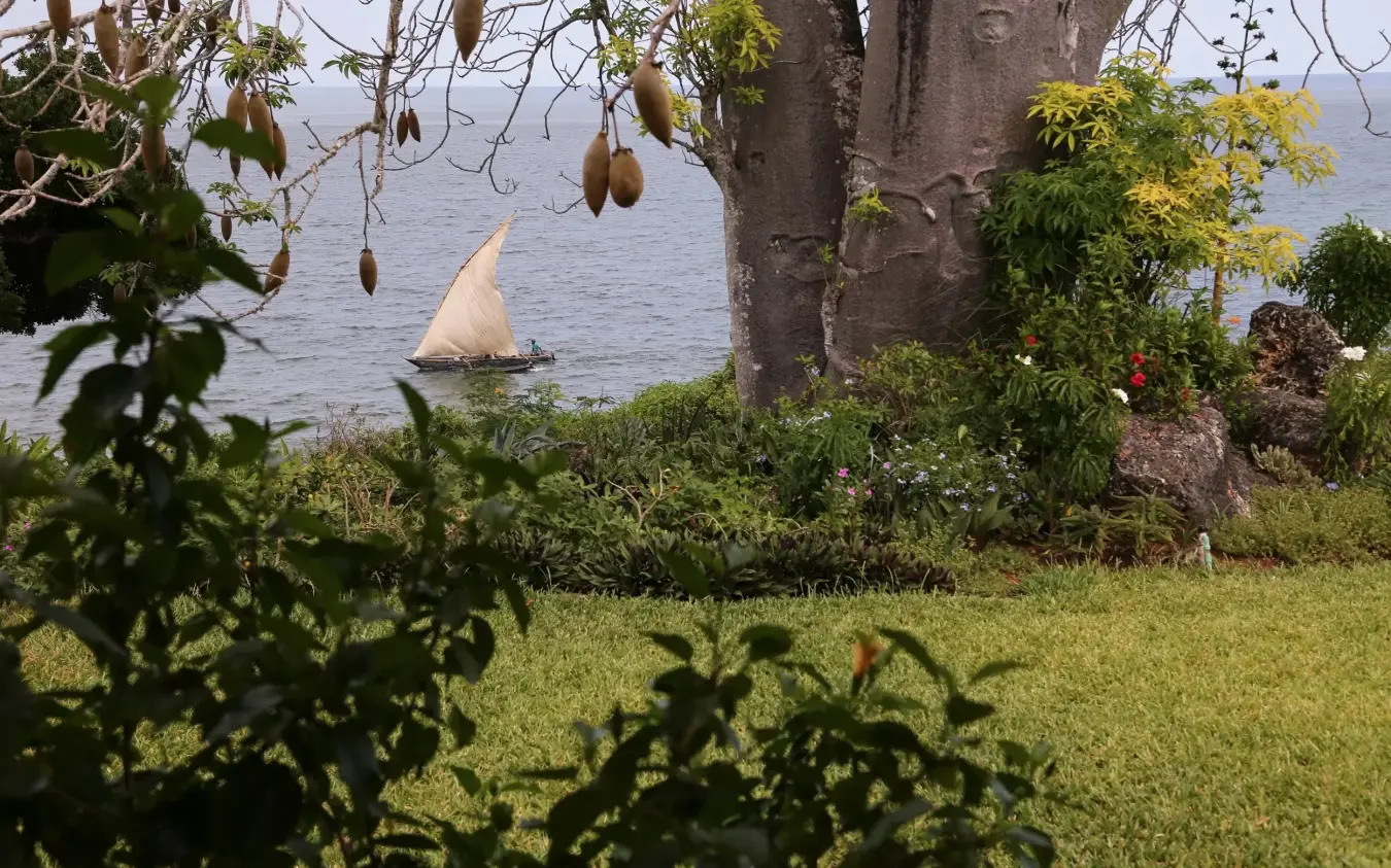Traditional sailing dhow on coastal waters framed by baobab tree and gardens, Nderit House, Kilifi, Kenya