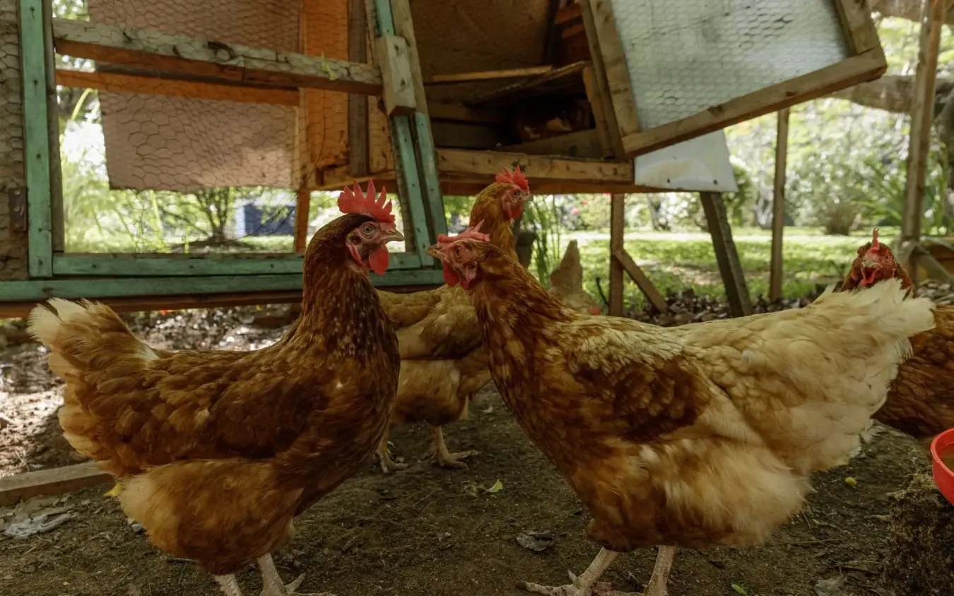 Chickens in covered enclosure at farmstead accommodation, Nderit House, Kilifi, Kenya