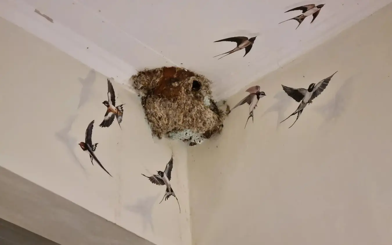 Swallows nesting on ceiling with mud nest and flying birds indoors, Nderit House, Kilifi, Kenya