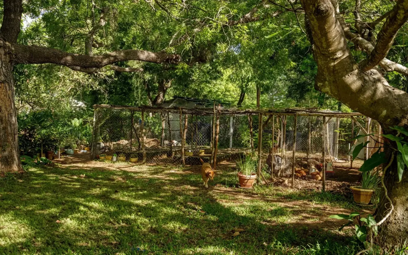 Fenced enclosure with domestic animals beneath large shaded trees, Nderit House, Kilifi, Kenya