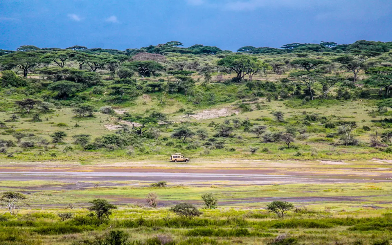 Safari vehicle on road through acacia woodland savanna, Ndutu Safari Lodge, Serengeti National Park, Tanzania