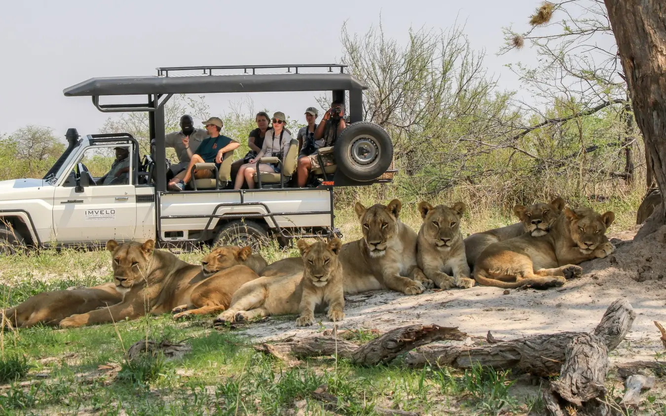 Safari vehicle with guests observing pride of lions resting in shade, Nehimba Lodge, Hwange National Park, Zimbabwe
