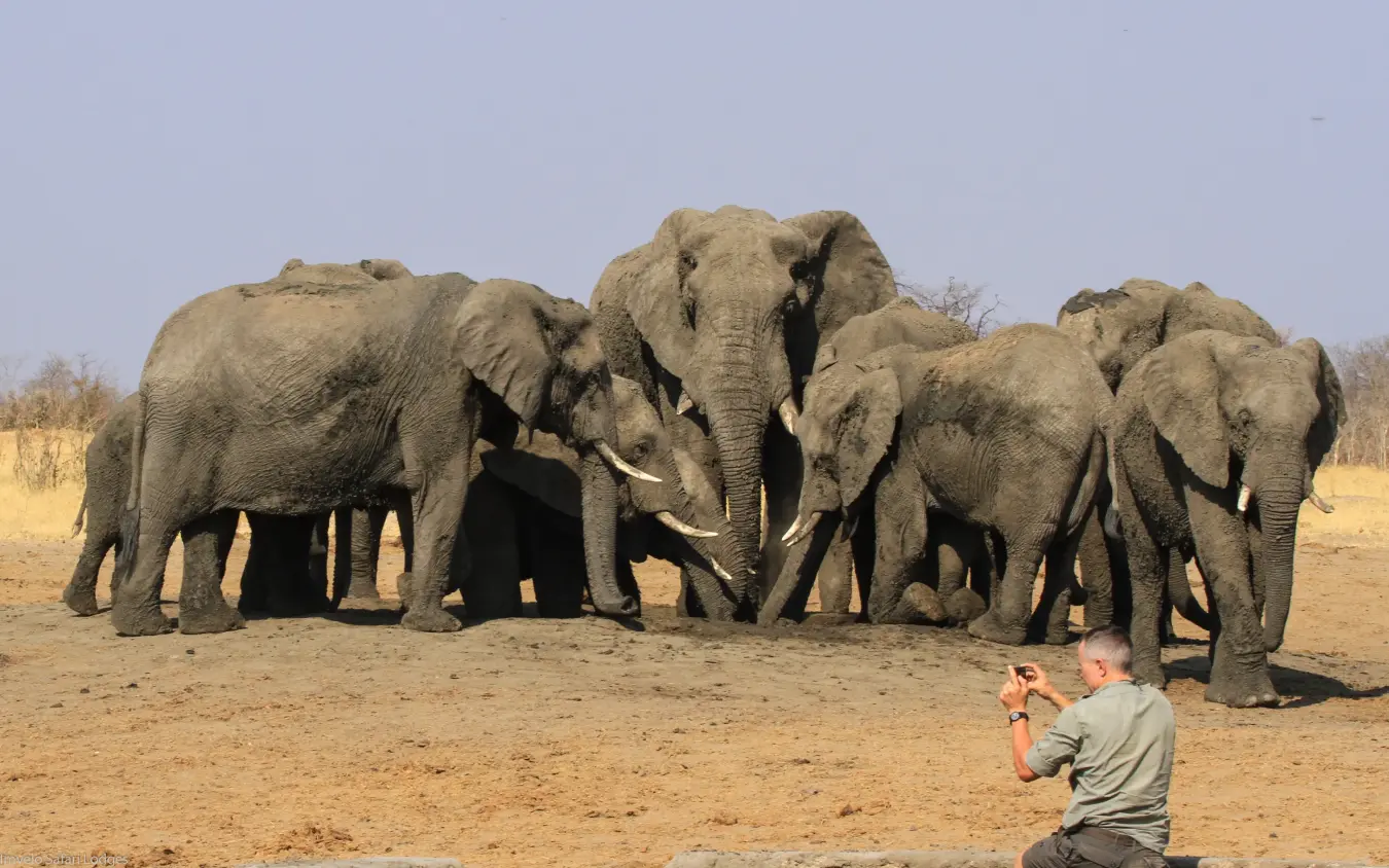 Photographer documenting herd of elephants gathered on dusty savanna plain, Nehimba Lodge, Hwange National Park, Zimbabwe