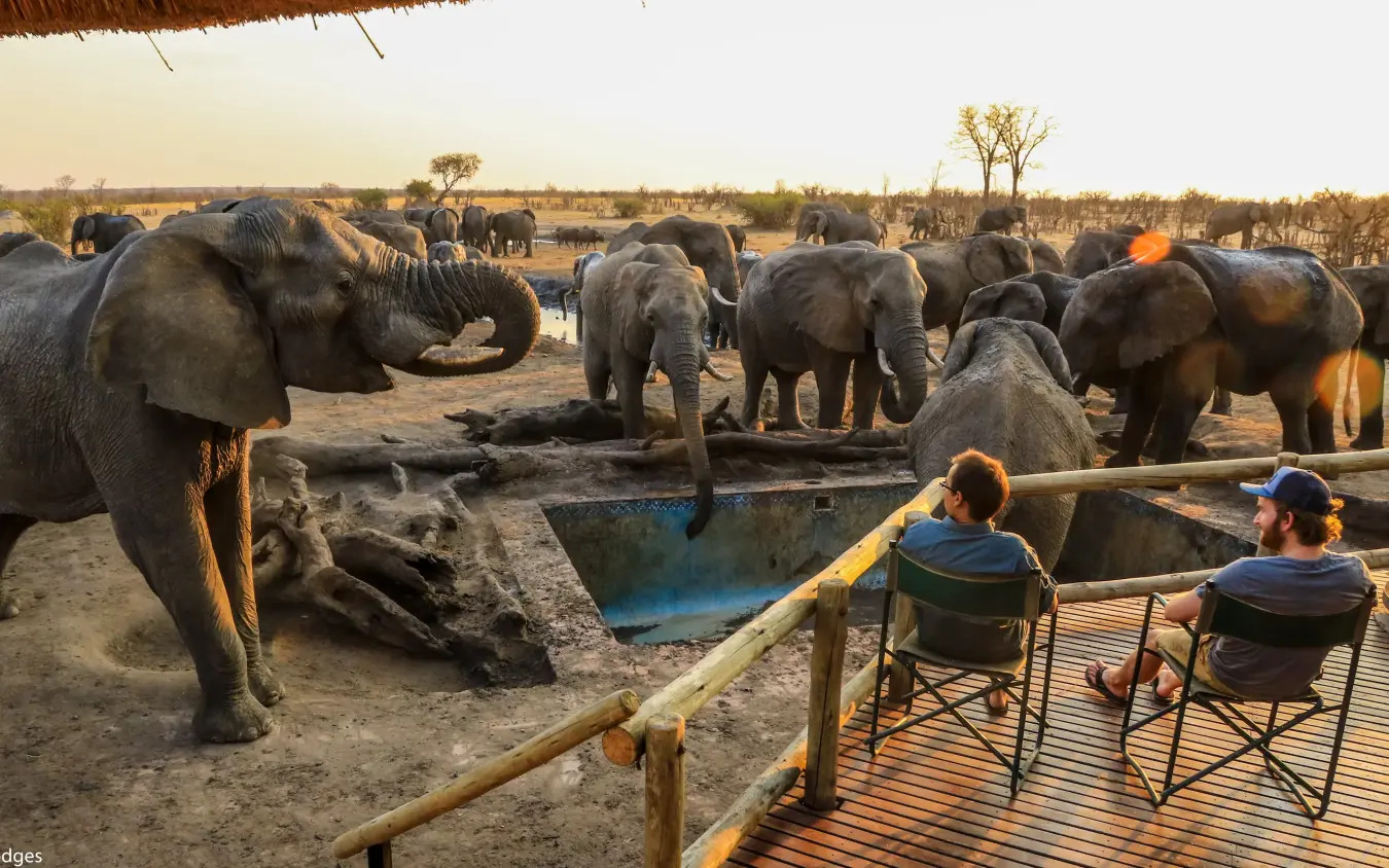 Guests watching elephants at waterhole from wooden viewing platform, Nehimba Lodge, Hwange National Park, Zimbabwe
