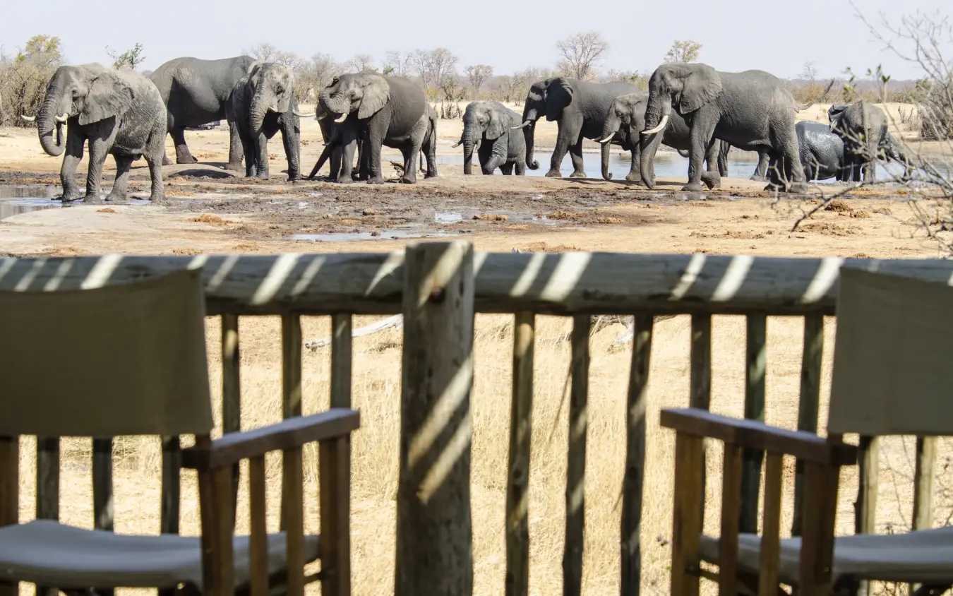 Herd of elephants at waterhole viewed from lodge seating area, Nehimba Lodge, Hwange National Park, Zimbabwe