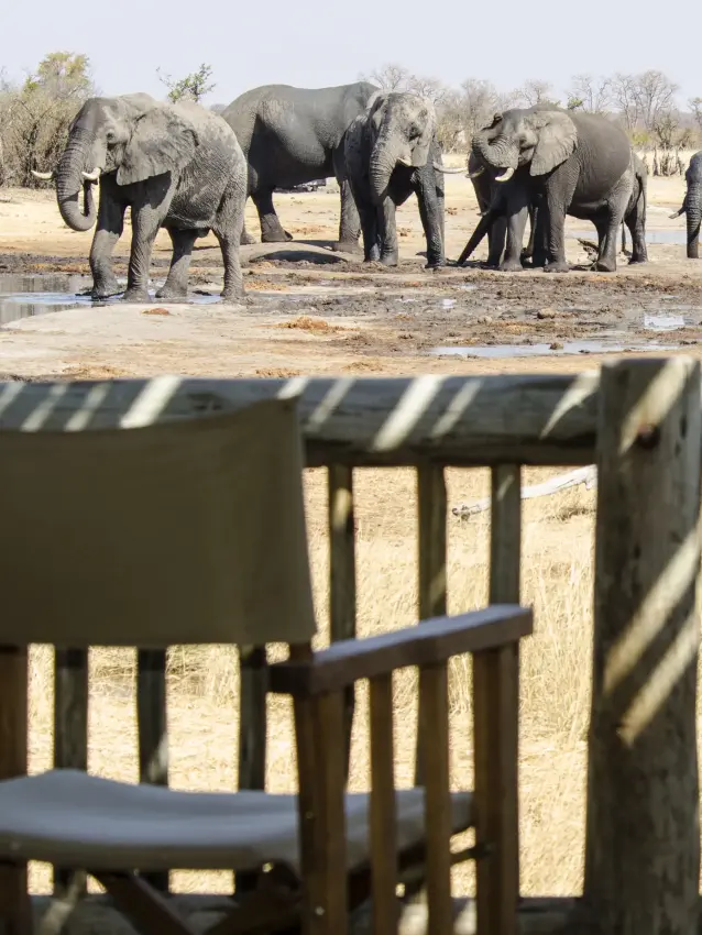Herd of elephants at waterhole viewed from lodge seating area, Nehimba Lodge, Hwange National Park, Zimbabwe