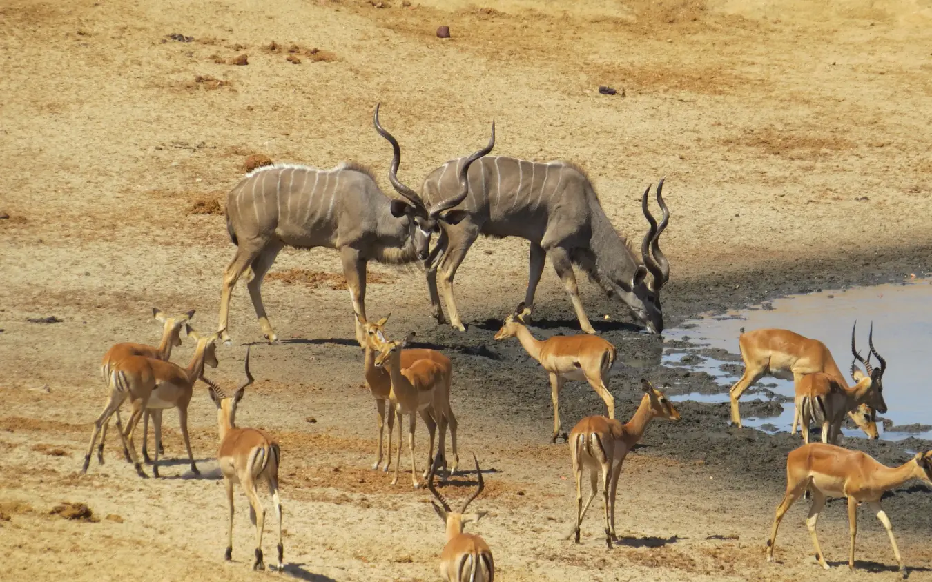 Kudu and impala herd at waterhole in arid landscape, Nehimba Lodge, Hwange National Park, Zimbabwe