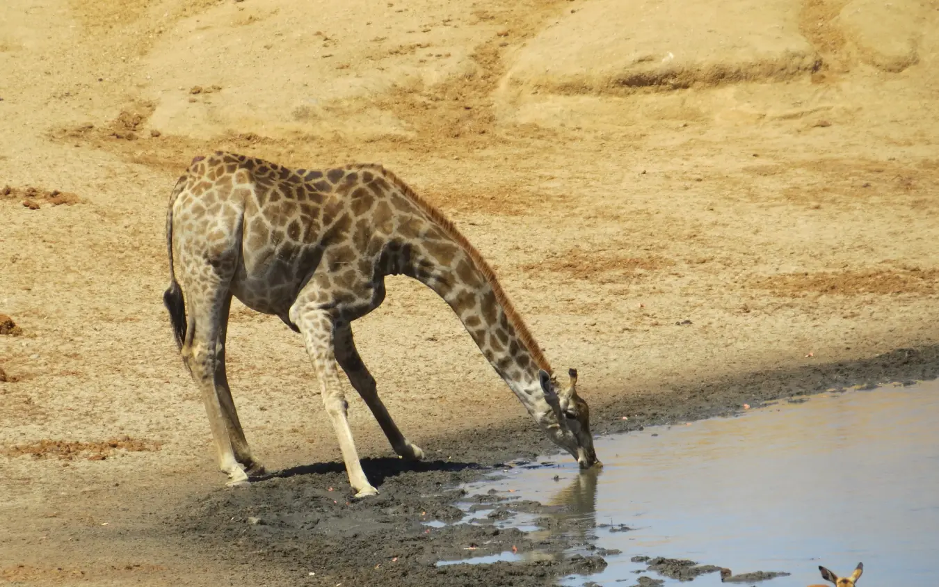 Giraffe bending down to drink from waterhole in arid landscape, Nehimba Lodge, Hwange National Park, Zimbabwe