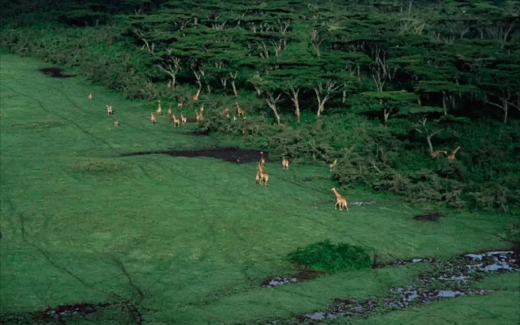 Aerial view of giraffes grazing in pastoral valley landscape, Ngare Serian, Maasai Mara, Kenya