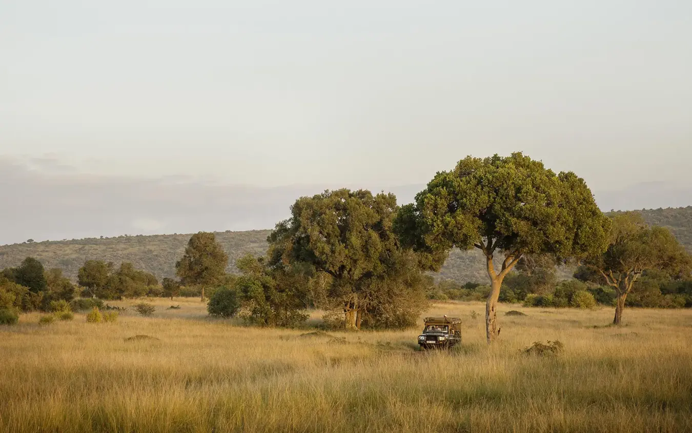 Safari vehicle on game drive through golden grassland, Ngare Serian, Maasai Mara, Kenya