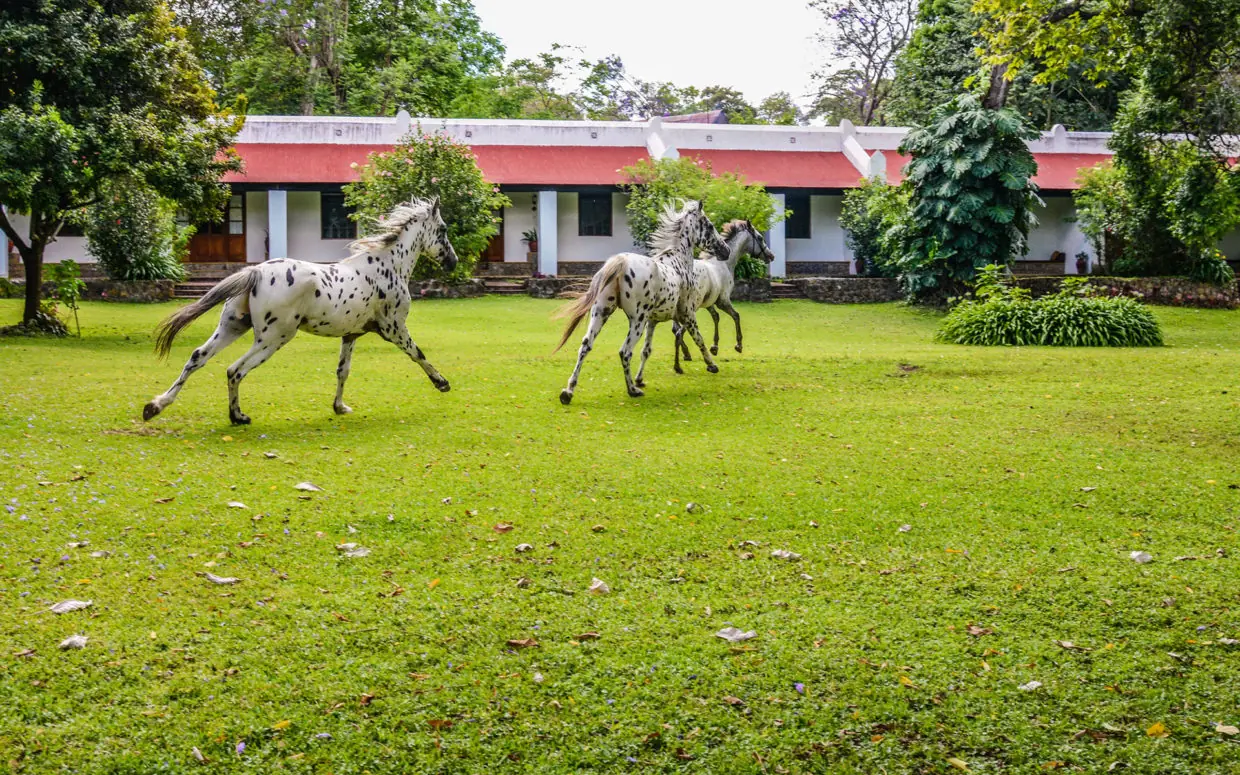Spotted horses galloping across manicured lawn near lodge, Ngare Sero Mountain Lodge, Arusha, Tanzania