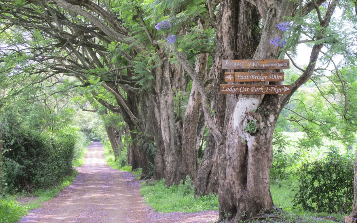 Tree-lined dirt path with purple flowering vines overhead, Ngare Sero Mountain Lodge, Arusha, Tanzania