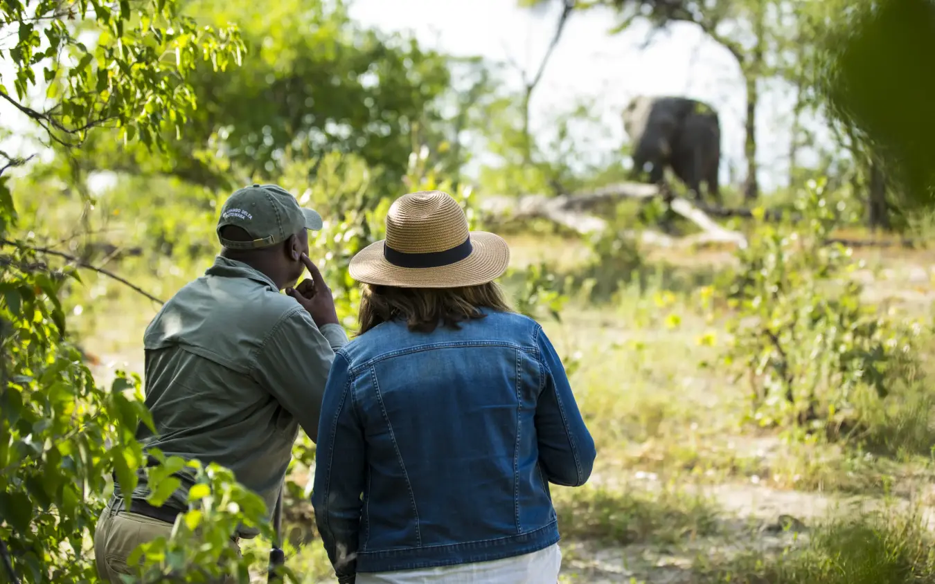 Guides observing elephant in woodland setting during game walk, Ngoma Safari Lodge, Chobe, Botswana