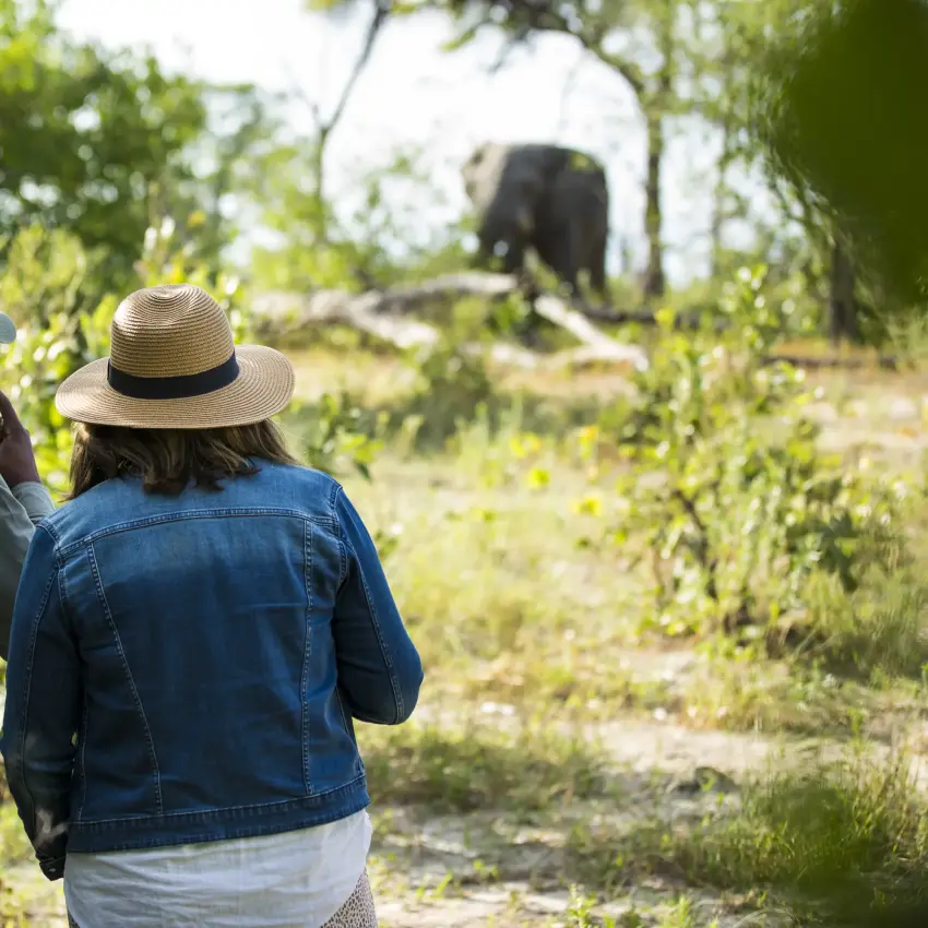 Guides observing elephant in woodland setting during game walk, Ngoma Safari Lodge, Chobe, Botswana