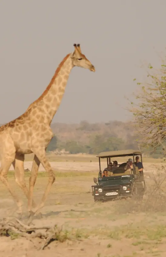 Safari vehicle with guests observing giraffe on game drive in savanna landscape, Ngoma Safari Lodge, Chobe, Botswana