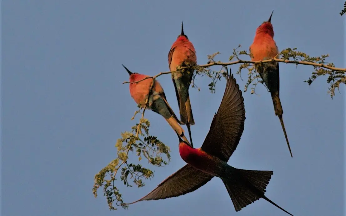 Flock of red-and-black birds in flight among tree branches against blue sky, Ngoma Safari Lodge, Chobe, Botswana