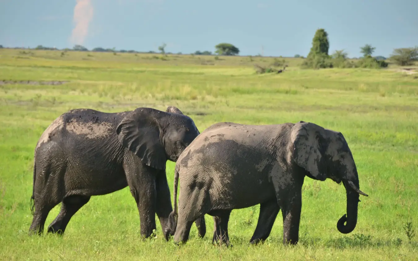 Two African elephants walking together across green grassland, Ngoma Safari Lodge, Chobe, Botswana