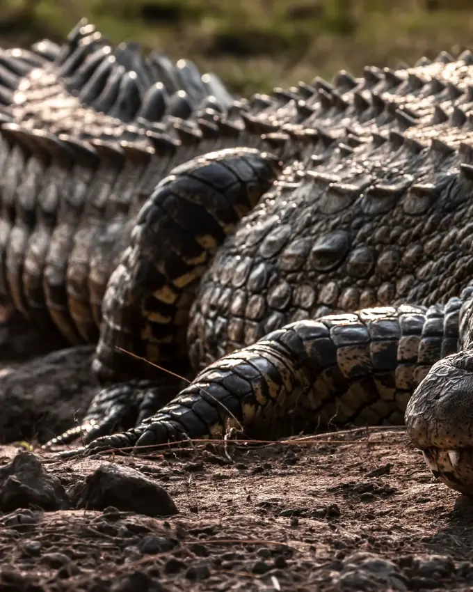 Crocodile resting on ground with textured scales visible