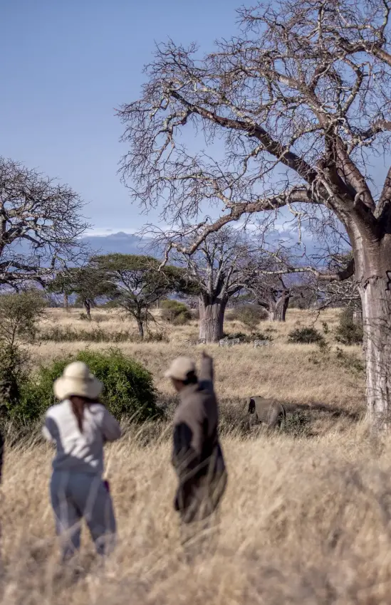 Three guests walking through savanna grassland with baobab trees, Tarangire National Park, Tanzania