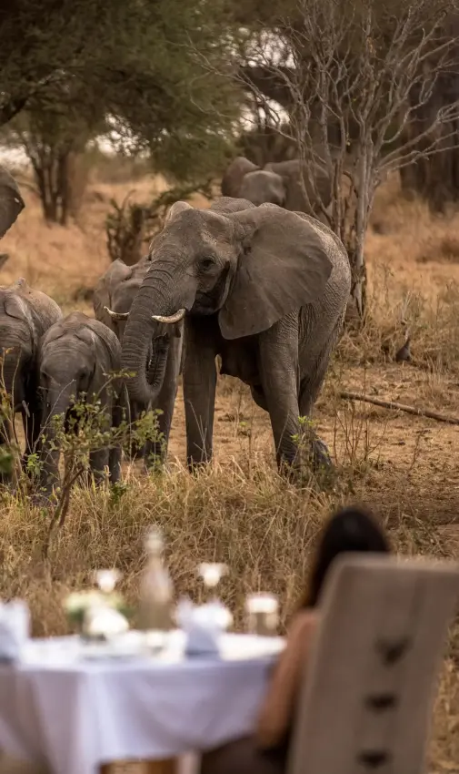 Elephants walking past outdoor dining table setup, Nimali Tarangire, Tarangire National Park, Tanzania