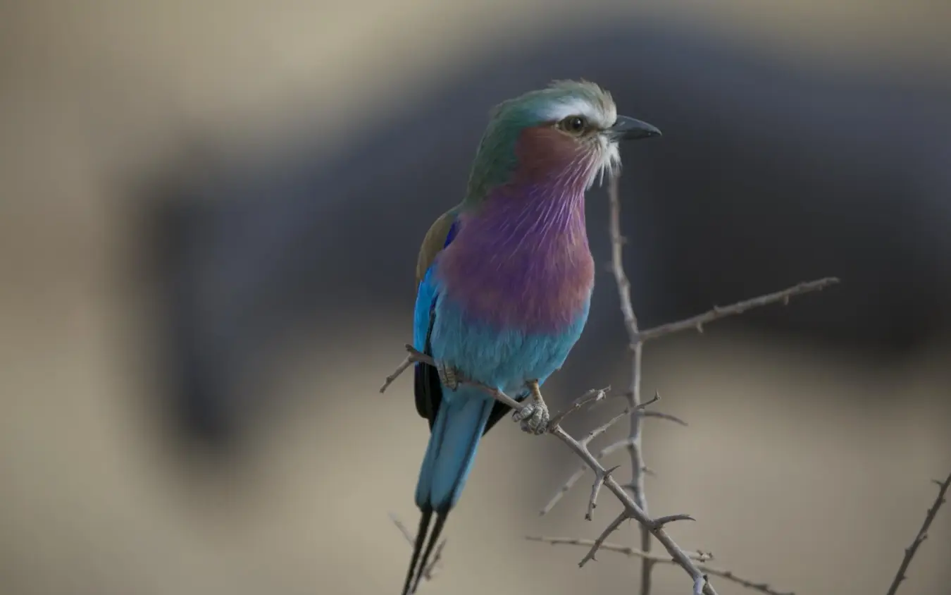 Colorful bird perched on thorny branch against blurred background, Nimali Tarangire, Tarangire National Park, Tanzania