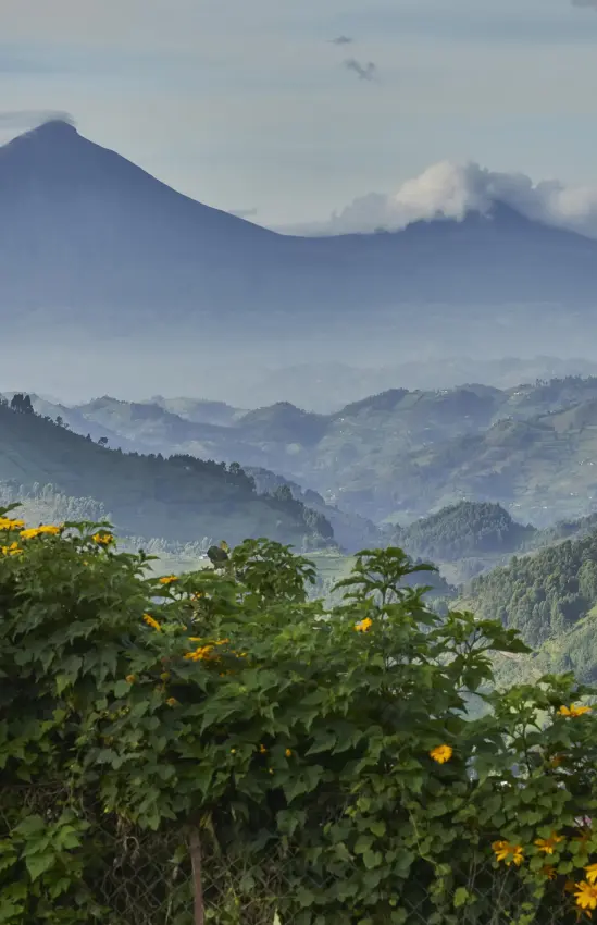 Volcanic mountain peaks rising above forested valleys and hills, Nkuringo Gorilla Lodge, Bwindi Impenetrable Forest, Uganda