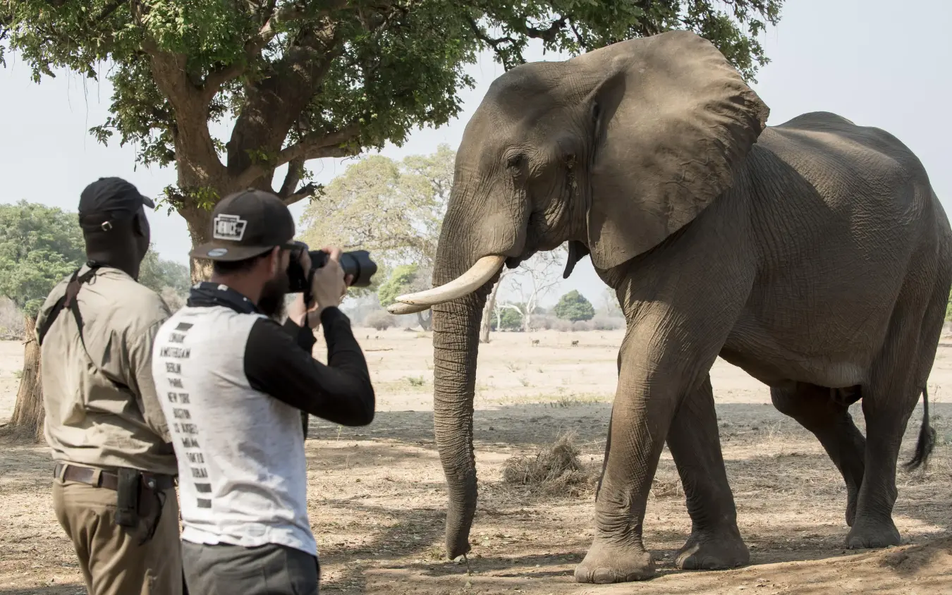 Guests photographing elephant during safari experience, Nyamatusi Camp, Mana Pools, Zimbabwe