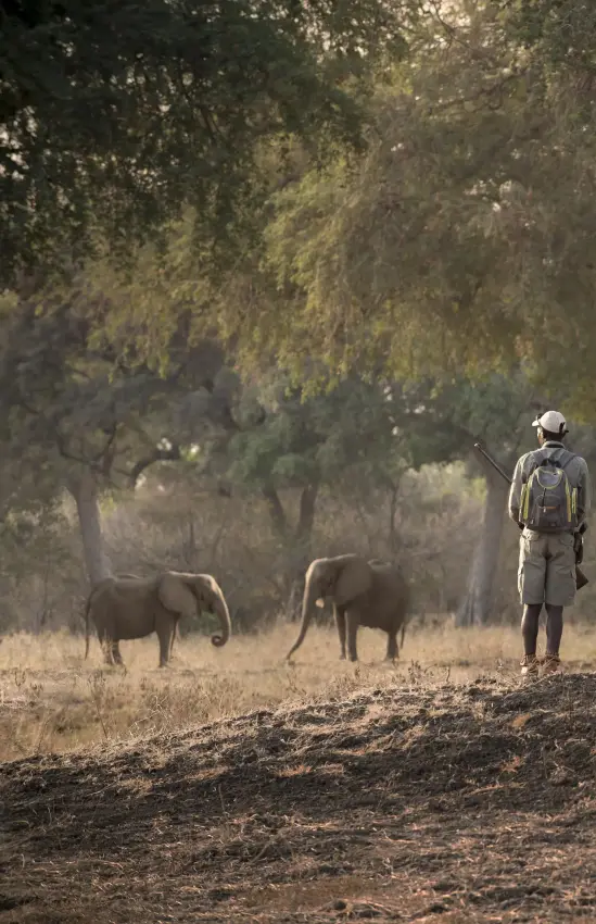 Walking safari group observing wildlife under ancient trees, Nyamatusi Camp, Mana Pools, Zimbabwe