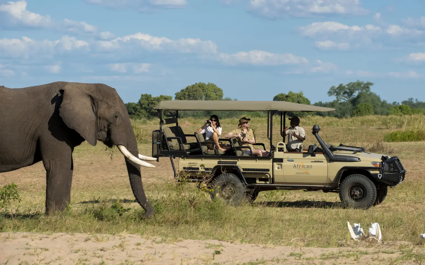 Safari vehicle with guests observing elephant in grassland, Nyamatusi Camp, Mana Pools, Zimbabwe