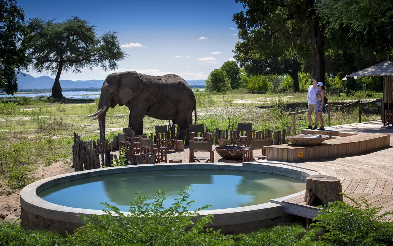Elephant approaches circular pool at safari lodge waterfront, Nyamatusi Camp, Mana Pools, Zimbabwe