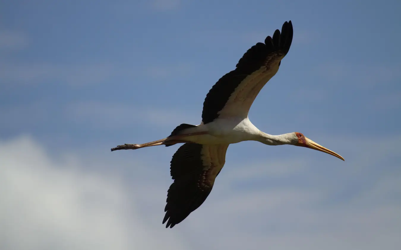 Large wading bird in flight against blue sky, Nyamatusi Camp, Mana Pools, Zimbabwe