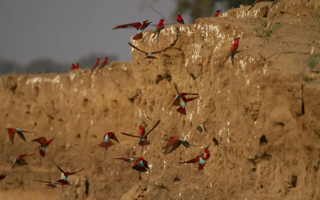 Colorful macaws gathered on clay riverbank wall, Nyamatusi Camp, Mana Pools, Zimbabwe