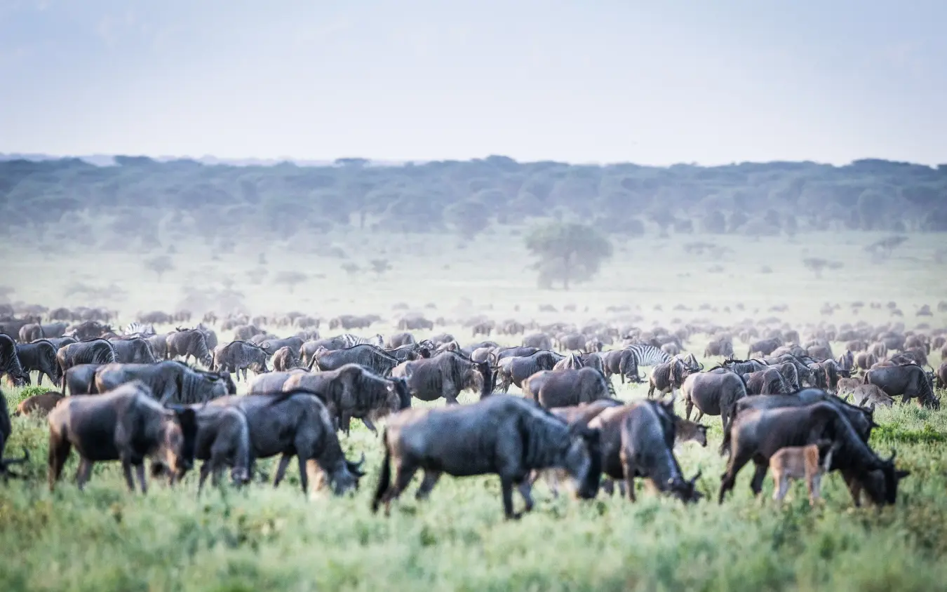 Large wildebeest herd grazing in dusty savanna grassland, Nyasi Tented Camp, Serengeti National Park, Tanzania
