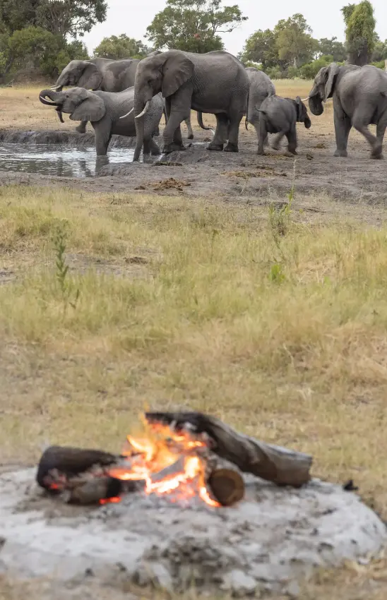 Safari campfire with elephant herd at waterhole beyond, Kweene Trails, The Okavango Delta, Botswana